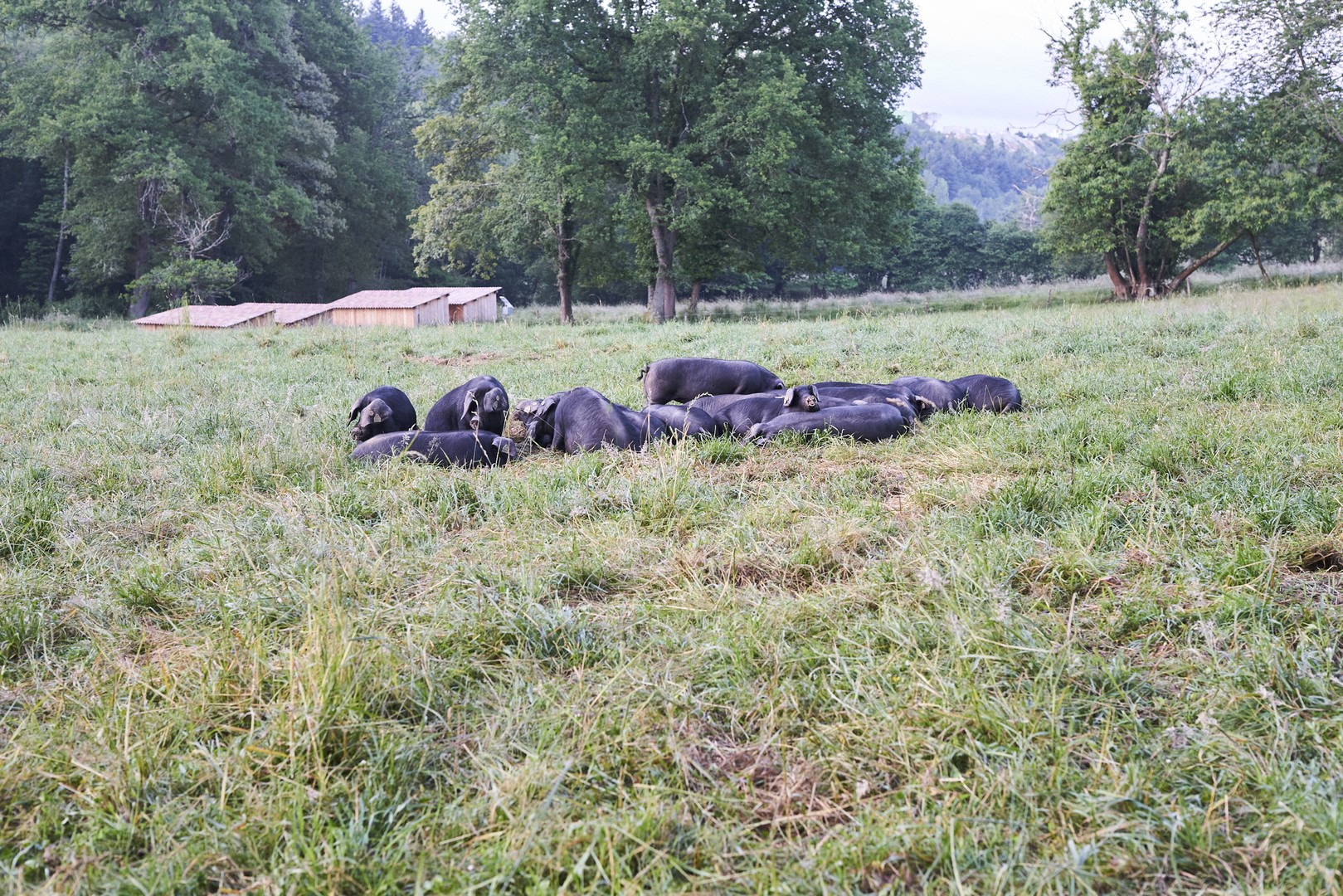 Domaine Herbae Porc noir de Bigorre AOP