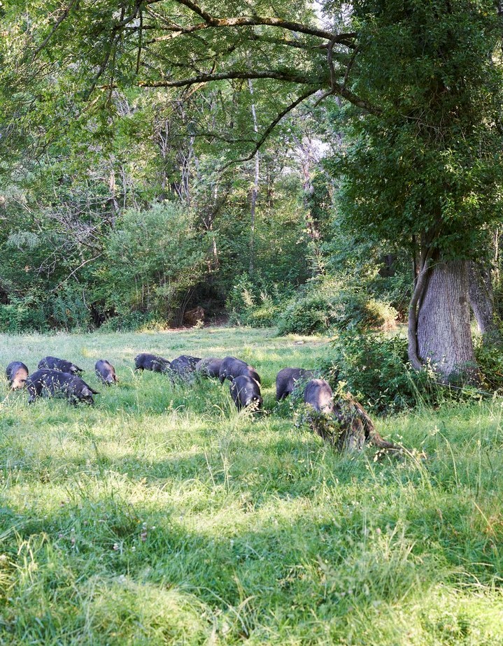 Domaine Herbae sous les chênes rayons de soleil porcs noirs de Bigorre AOP